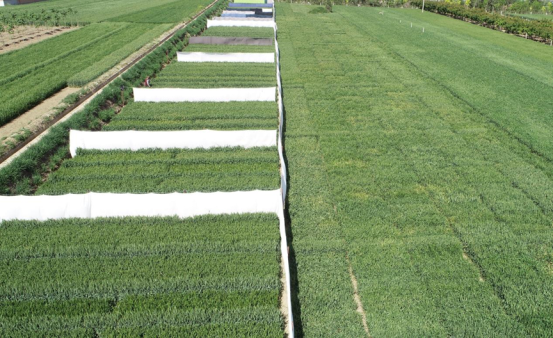 141739506366107726.png image.png