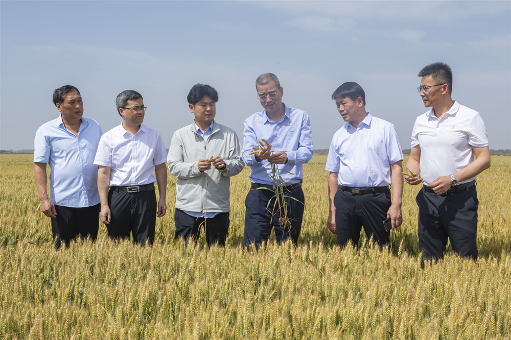 211747792981599281.jpg 三夏222.jpg