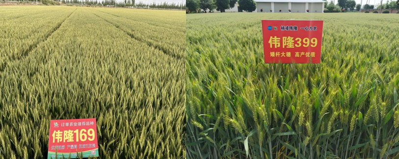 201750410065796999.png image.png