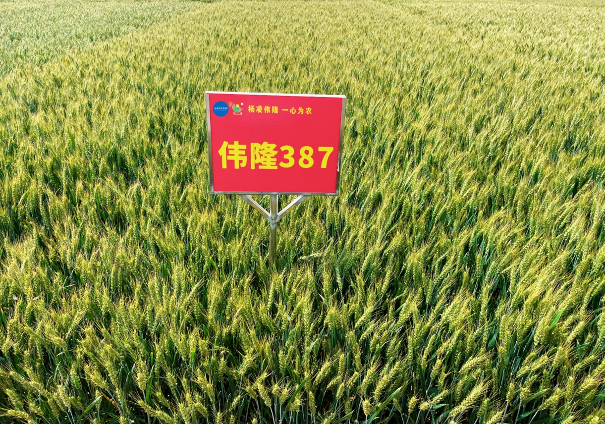 101752142135199229.png 微信截圖_20250710180825.png